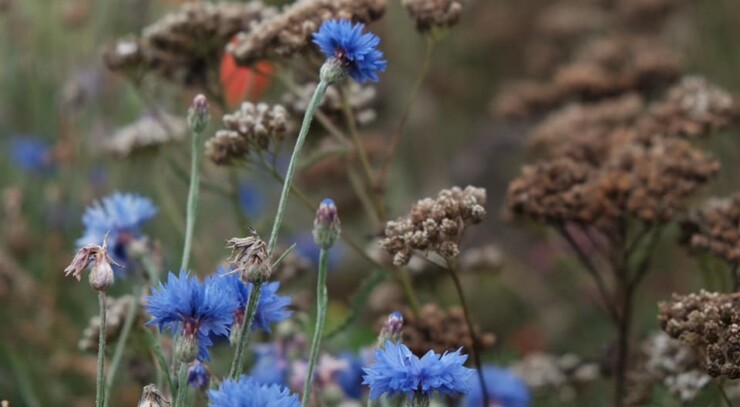 Blå kornblomster